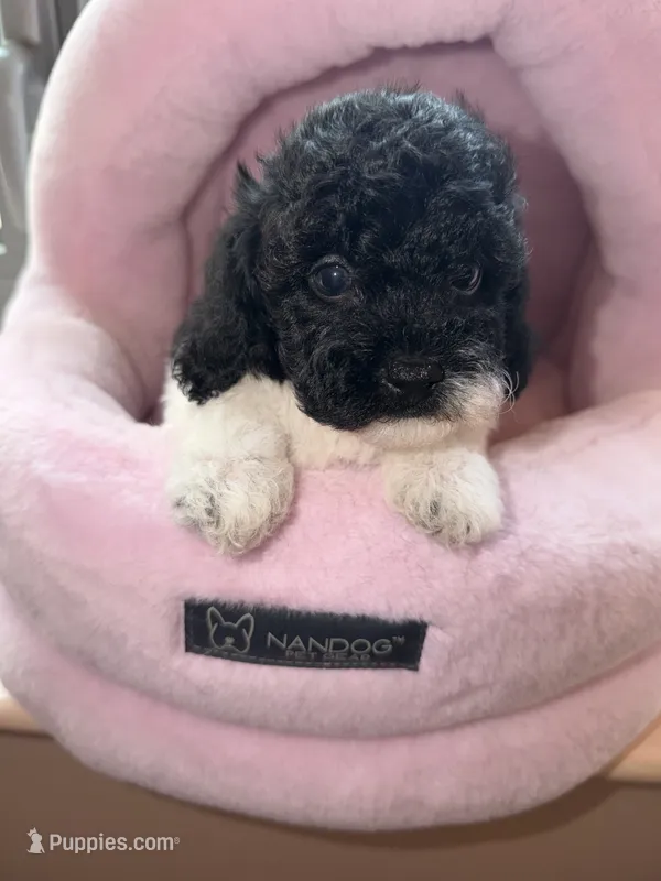 AKC Liza – Poodle - Toy  puppy for sale in New York City, NY