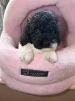 AKC Liza, a female Poodle - Toy  for sale in New York City, NY – 1 of 3