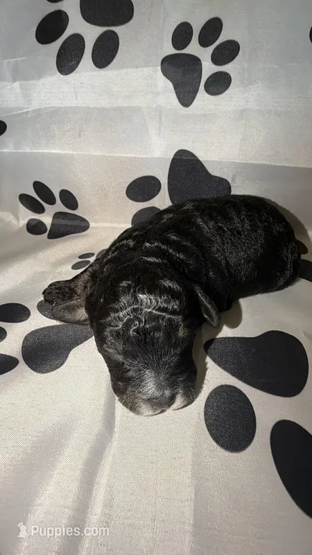 AKC Black Abstract 2 – Poodle - Miniature  puppy for sale in New York City, NY