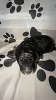 AKC Black Abstract 2, a female Poodle - Miniature  for sale in New York City, NY – 1 of 1