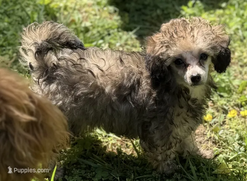 AKC Milan  – Poodle - Toy  puppy for sale in New York City, NY