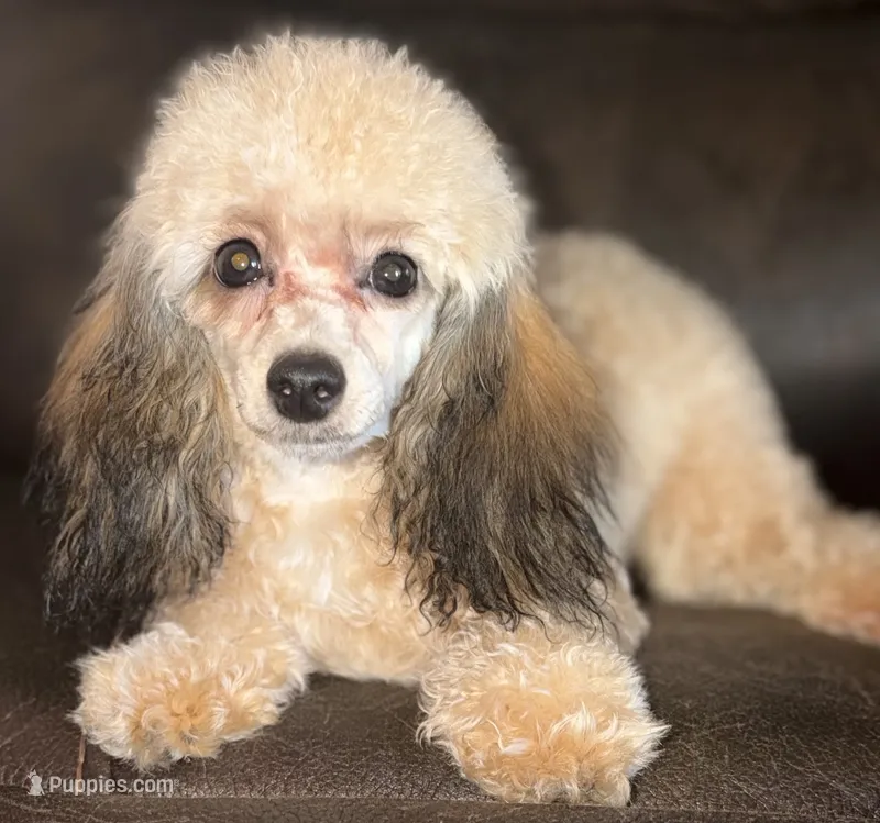 AKC Rome  – Poodle - Toy  puppy for sale in New York City, NY