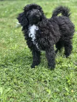 AKC Italy, a female Poodle - Toy  for sale in Bronx, NY – 6 of 7