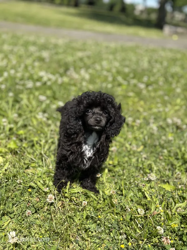 AKC Italy  – Poodle - Toy  puppy for sale in New York City, NY