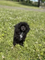 AKC Italy , a female Poodle - Toy  for sale in New York City, NY – 1 of 9