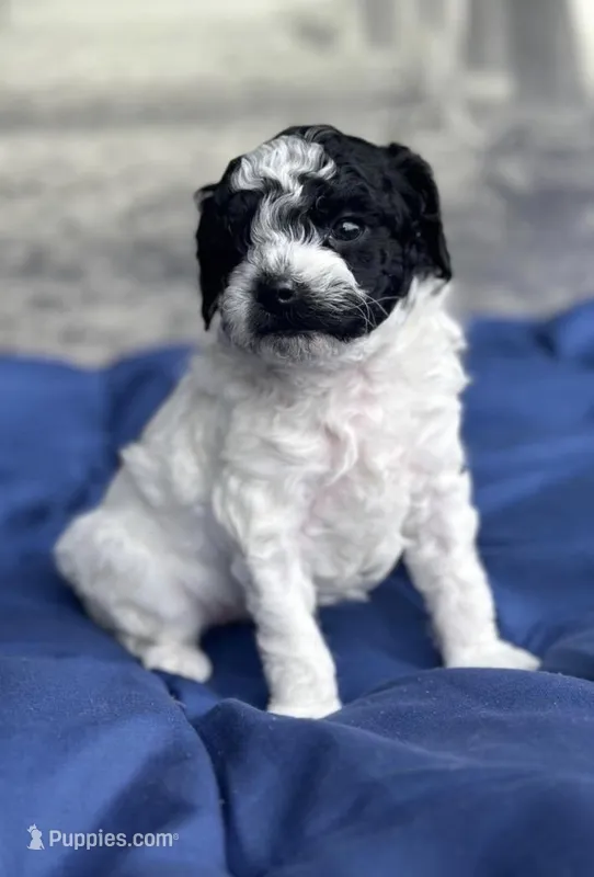 AKC Storm – Poodle - Toy  puppy for sale in New York City, NY