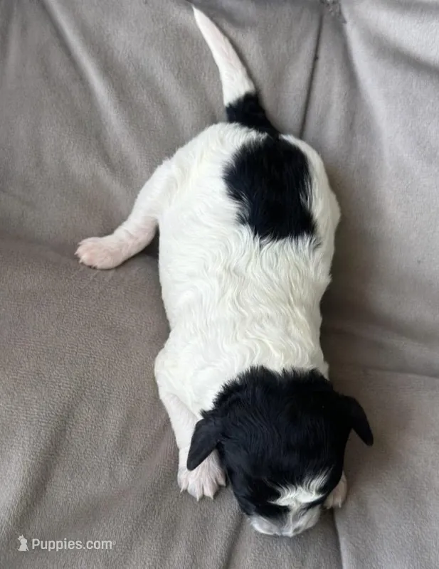 AKC Storm – Poodle - Toy  puppy for sale in New York City, NY