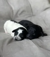 AKC Storm, a female Poodle - Toy  for sale in New York City, NY – Photo 2 of 2