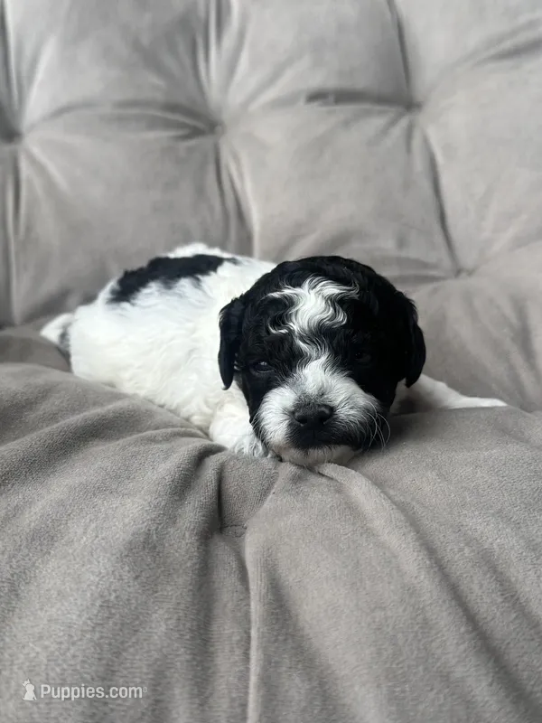 AKC Storm – Poodle - Toy  puppy for sale in New York City, NY