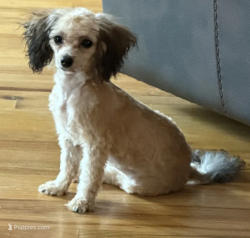 AKC Milan  – Poodle - Toy  puppy for sale in New York City, NY