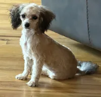 AKC Milan , a female Poodle - Toy  for sale in New York City, NY – 1 of 8