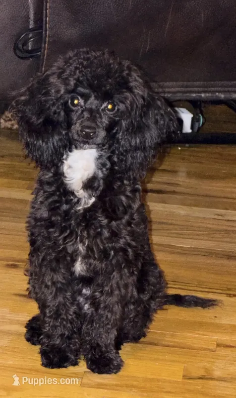 AKC Italy – Poodle - Toy  puppy for sale in Bronx, NY