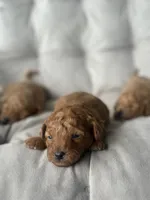 AKC Rocko, a male Poodle - Toy  for sale in Bronx, NY – 3 of 10