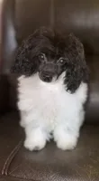 AKC Luca, a male Poodle - Toy  for sale in Bronx, NY – 1 of 5