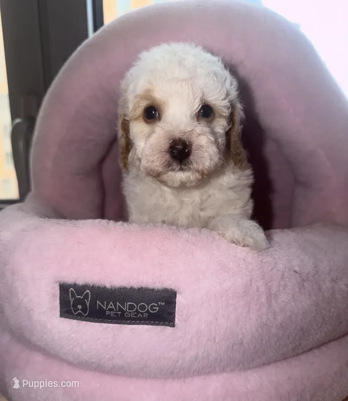 AKC Albert – Poodle - Toy  puppy for sale in New York City, NY
