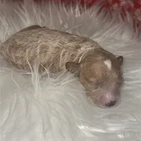 AKC Peach, a female Poodle - Toy  for sale in New York City, NY – Photo 7 of 8