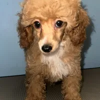 AKC Peach, a female Poodle - Toy  for sale in New York City, NY – Photo 4 of 8