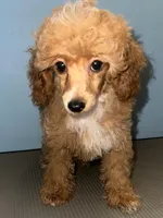 AKC Peach, a female Poodle - Toy  for sale in New York City, NY – Photo 4 of 8