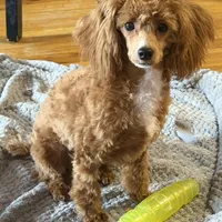 AKC Peach, a female Poodle - Toy  for sale in New York City, NY – Photo 1 of 8