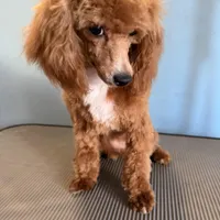 AKC Peach, a female Poodle - Toy  for sale in New York City, NY – Photo 2 of 8