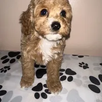 AKC Peach, a female Poodle - Toy  for sale in New York City, NY – Photo 8 of 8