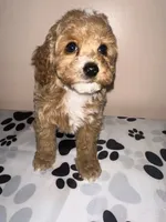 AKC Peach, a female Poodle - Toy  for sale in New York City, NY – Photo 8 of 8