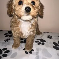AKC Peach, a female Poodle - Toy  for sale in New York City, NY – Photo 5 of 8