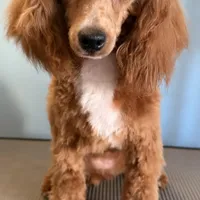 AKC Peach, a female Poodle - Toy  for sale in New York City, NY – Photo 3 of 8