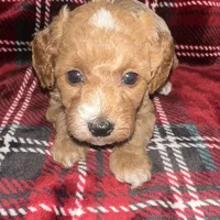 AKC Peach, a female Poodle - Toy  for sale in New York City, NY – Photo 6 of 8