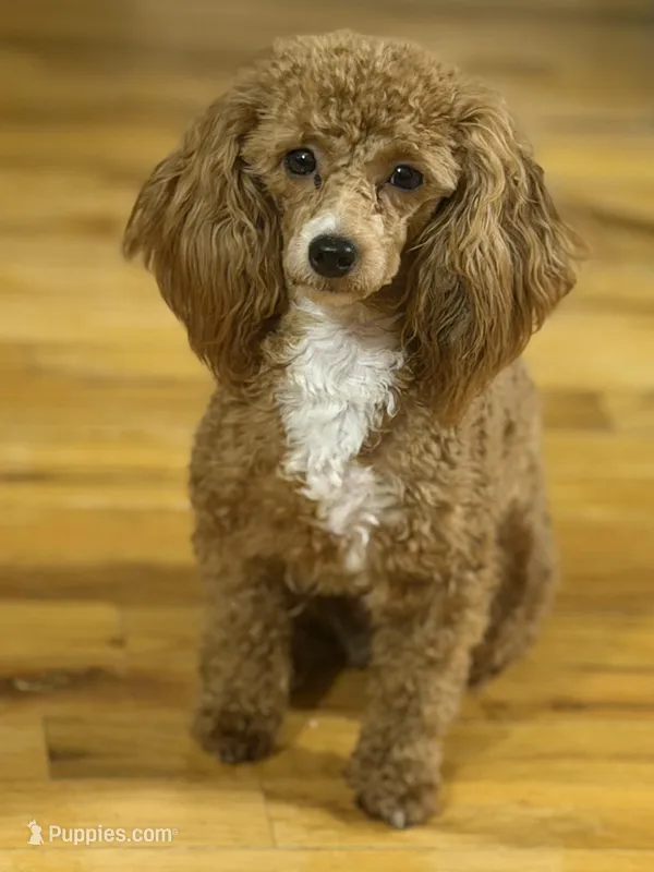 AKC Peach – Poodle - Toy  puppy for sale in New York City, NY