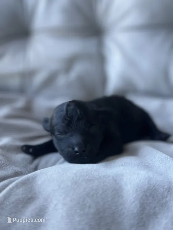AKC Coal – Poodle - Toy  puppy for sale in New York City, NY