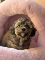 AKC Rome , a female Poodle - Toy  for sale in New York City, NY – 2 of 3