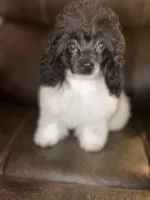 AKC Luca, a male Poodle - Toy  for sale in Bronx, NY – 3 of 5