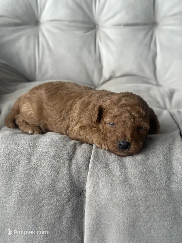 AKC Rocko – Poodle - Toy  puppy for sale in New York City, NY