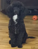 AKC Italy, a female Poodle - Toy  for sale in Bronx, NY – 3 of 7