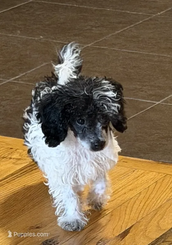 AKC Tcup Chester – Poodle - Toy  puppy for sale in New York City, NY