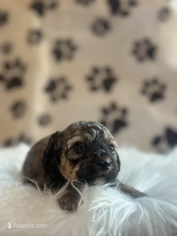 AKC Sable Rome  – Poodle - Toy  puppy for sale in New York City, NY