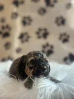 AKC Sable Rome , a female Poodle - Toy  for sale in New York City, NY – Photo 1 of 3