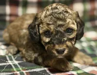 AKC Sable Rome , a female Poodle - Toy  for sale in New York City, NY – Photo 6 of 6