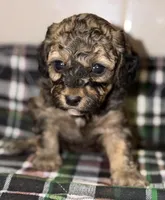 AKC Sable Rome , a female Poodle - Toy  for sale in New York City, NY – Photo 5 of 6