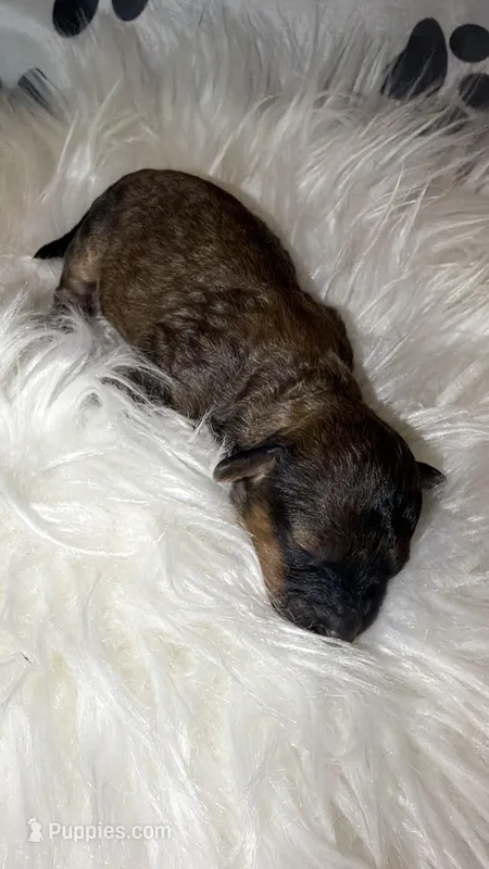 AKC Sable Rome  – Poodle - Toy  puppy for sale in New York City, NY