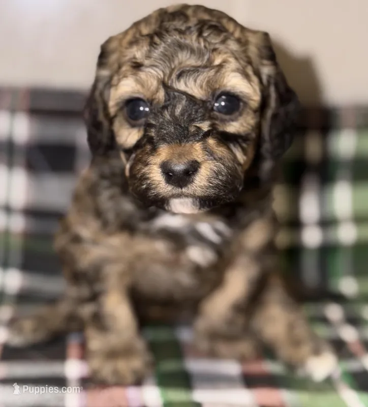 AKC Sable Rome  – Poodle - Toy  puppy for sale in New York City, NY