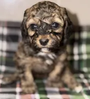 AKC Sable Rome , a female Poodle - Toy  for sale in New York City, NY – Photo 1 of 6