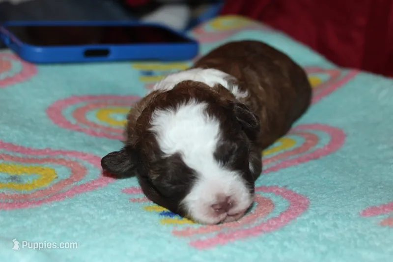 Curli  – Lhasapoo, Shih Tzu puppy for sale in Bronx, NY