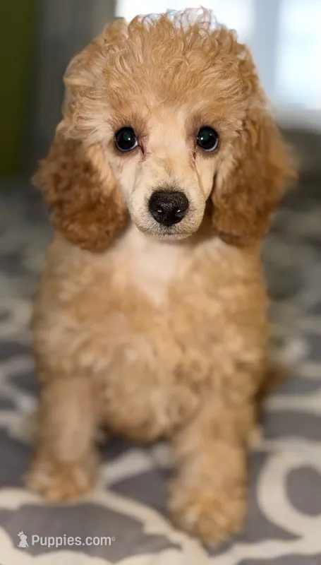 AKC Sydney  – Poodle - Miniature  puppy for sale in New York City, NY