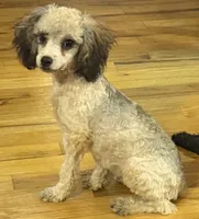 AKC Venice , a female Poodle - Toy  for sale in New York City, NY – 2 of 8