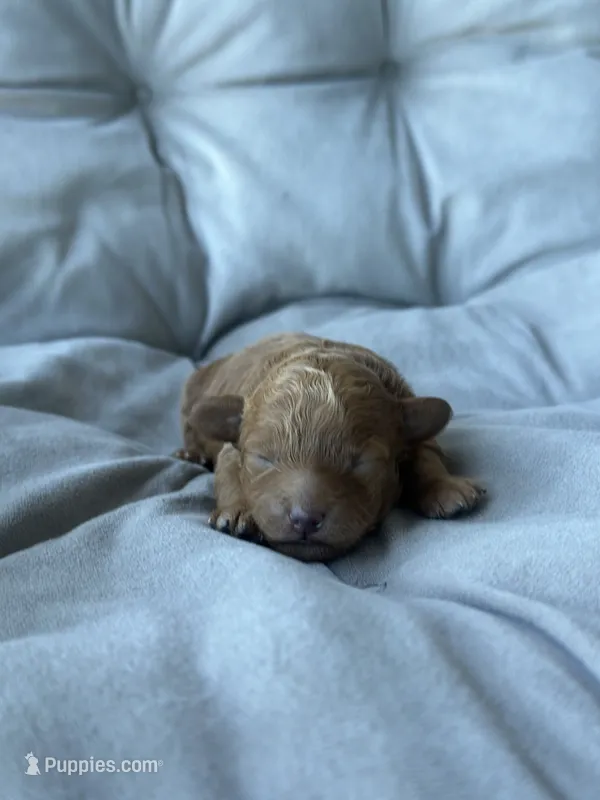 AKC Fleur  – Poodle - Toy  puppy for sale in New York City, NY