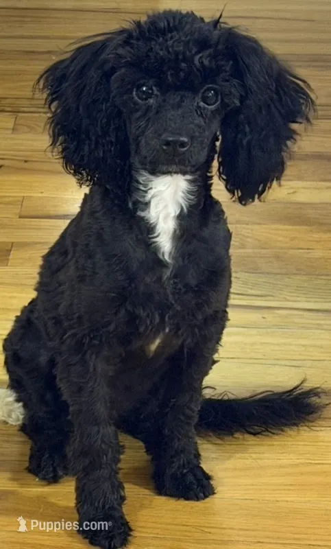 AKC Italy  – Poodle - Toy  puppy for sale in New York City, NY