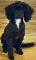 AKC Italy , a female Poodle - Toy  for sale in New York City, NY – 2 of 8