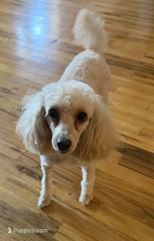 AKC Lulu  – Poodle - Miniature  puppy for sale in New York City, NY